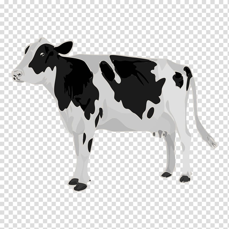 Cow, Holstein Friesian Cattle, Dairy Cattle, Calf, Teat, Udder, Printing, Child transparent background PNG clipart