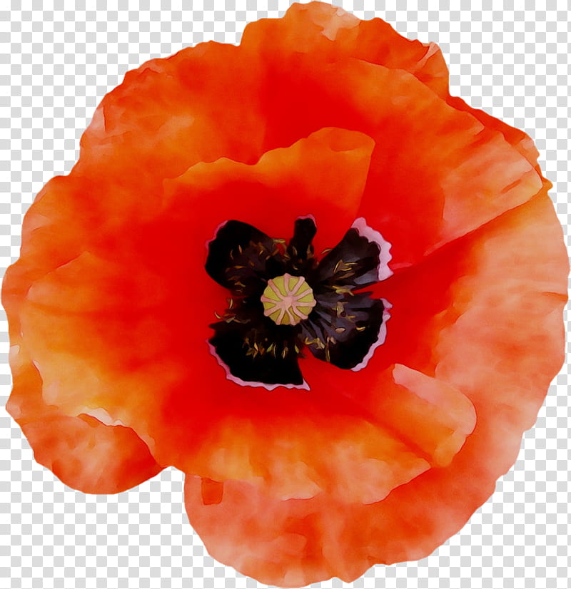 Poppy Flower, Orange Sa, Oriental Poppy, Petal, Poppy Family, Plant, Corn Poppy, Coquelicot transparent background PNG clipart