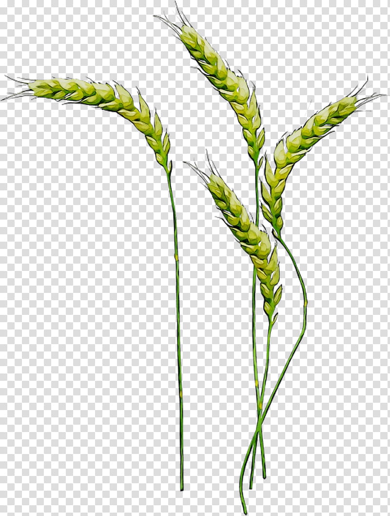 Grass, Emmer, Sweet Grass, Plant Stem, Plants, Flower, Elymus Repens, Grass Family transparent background PNG clipart