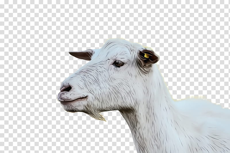 goats goat white head live, Watercolor, Paint, Wet Ink, Live, Snout, Cowgoat Family transparent background PNG clipart