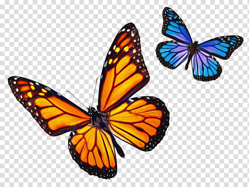 Watch, Butterfly, Monarch Butterfly, Monarch Watch, Monarch Butterfly Migration, Monarch Butterfly White, Milkweed, Cethosia Cyane transparent background PNG clipart