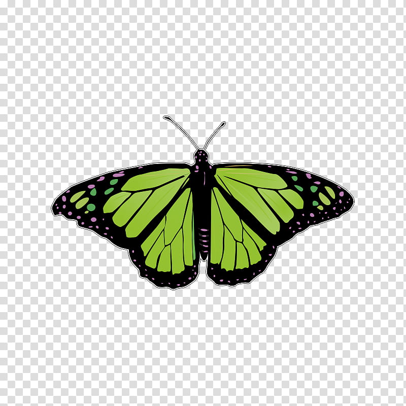 Monarch Butterfly Drawing, Insect, Eastern Tiger Swallowtail, Flight, Swallowtail Butterfly, Caterpillar, Insect Wing, Pieridae transparent background PNG clipart