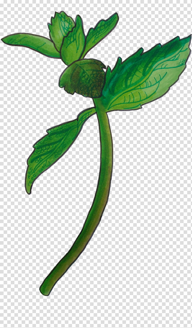 leaf flower plant plant stem herbal, Impatiens transparent background PNG clipart