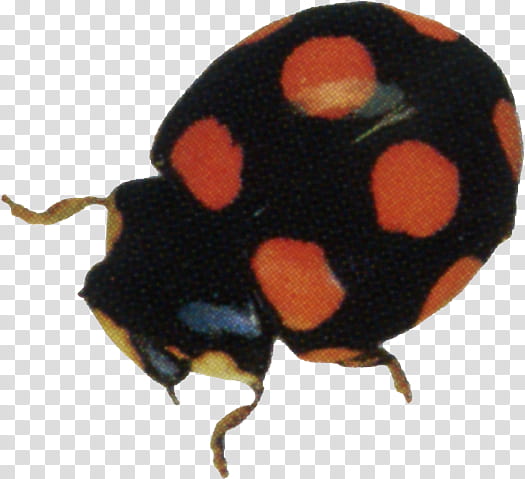 Ladybug s, black and red polka-dot insect transparent background PNG clipart