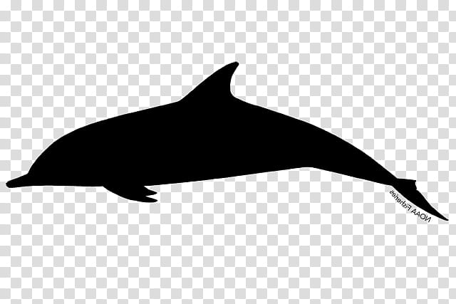 Whale, Shortbeaked Common Dolphin, Whitebeaked Dolphin, Roughtoothed Dolphin, Killer Whale, Porpoise, Toothed Whale, Longbeaked Common Dolphin transparent background PNG clipart