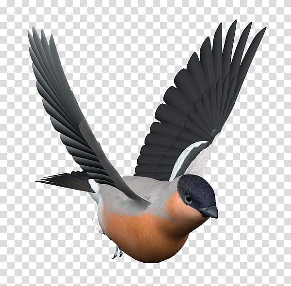 robin flying clipart