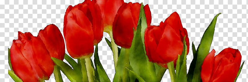 Flowers, Tulip, Cut Flowers, Plant Stem, Bud, Petal, Plants, Red transparent background PNG clipart
