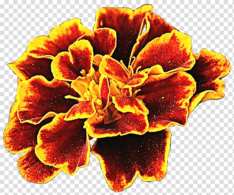 Intense Marigold transparent background PNG clipart