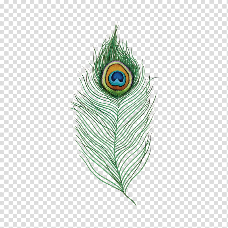 Peacock Drawing, Feather, Peafowl, Single Peacock Feathers, Desi Natural Peacock Eye Feathers Tails, Tattly, Natural Peacock Feathers, Peacock Dance transparent background PNG clipart