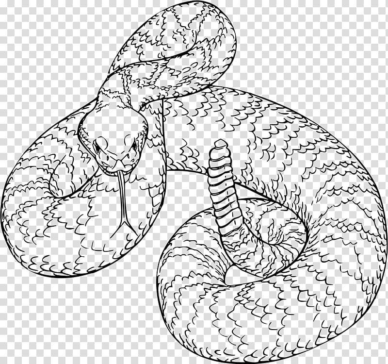 Snake, Snakes, Western Diamondback Rattlesnake, Eastern Diamondback Rattlesnake, Vipers, Drawing, Reptile, Coloring Book transparent background PNG clipart