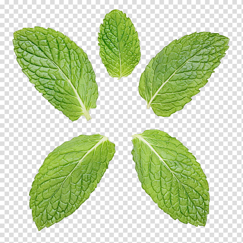 leaf plant flower herb mint, Peppermint, Tree, Apple Mint, Spearmint transparent background PNG clipart