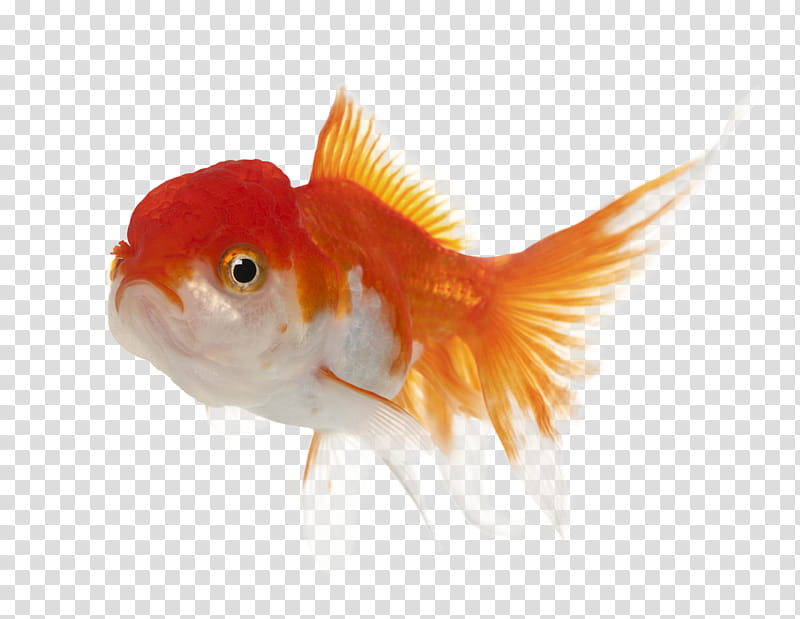 Fish , red and silver fish transparent background PNG clipart
