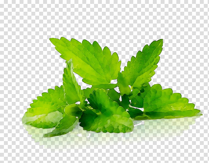 Green Leaf, Lemon Balm, Peppermint, Essential Oil, Menthol, Medicinal Plants, Herb, Medicine transparent background PNG clipart