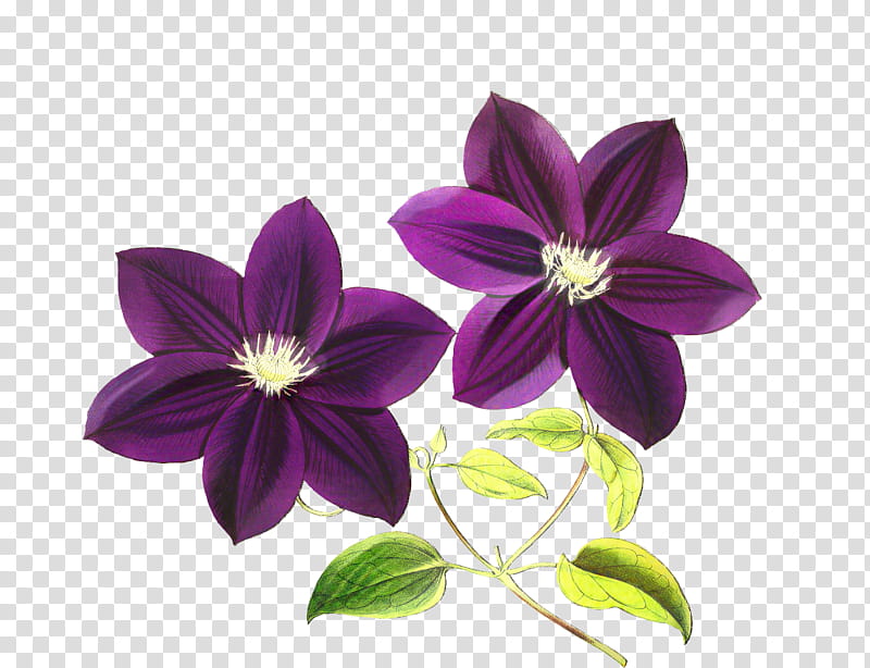 Purple Flower, Violet, Blue, Shades Of Purple, Bleuviolet, Garden Roses, Petal, Blue Rose transparent background PNG clipart