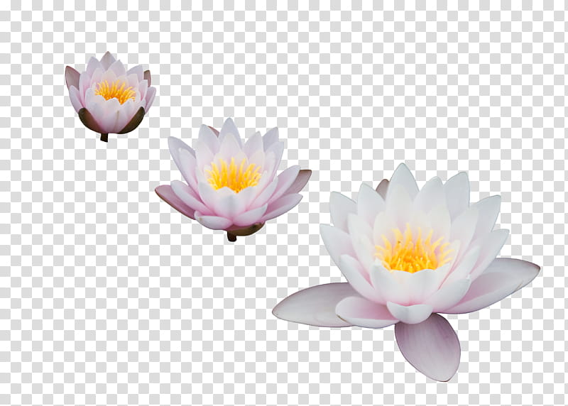 Lotus, three lotus flower transparent background PNG clipart | HiClipart