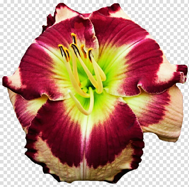 Bright Daylily transparent background PNG clipart