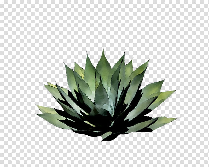 Aloe Vera Leaf, Agave Tequilana, Agave Nectar, Aloes, Plant, Grass, Perennial Plant, Flower transparent background PNG clipart