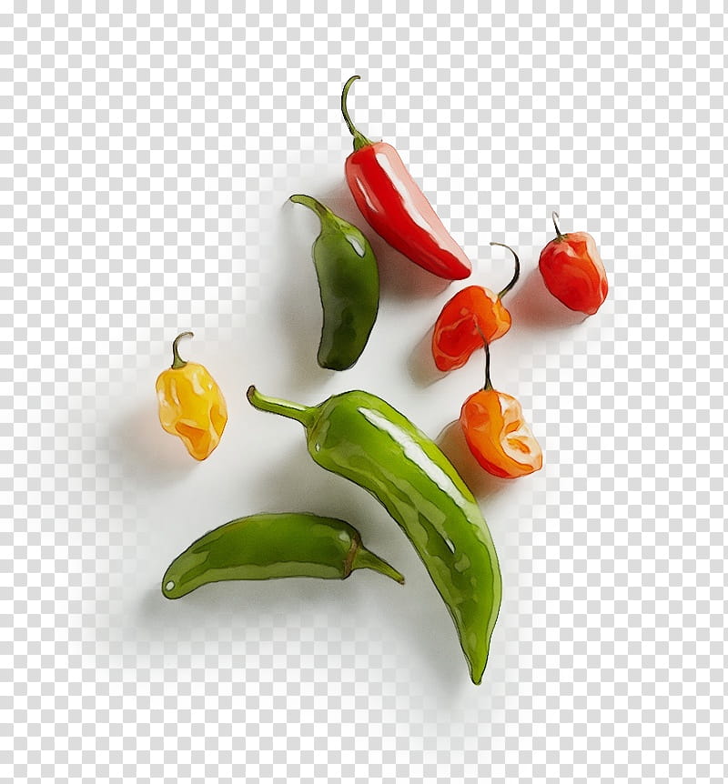 malagueta pepper serrano pepper tabasco pepper bird's eye chili chili pepper, Watercolor, Paint, Wet Ink, Birds Eye Chili, Bell Peppers And Chili Peppers, Cayenne Pepper, Vegetable transparent background PNG clipart