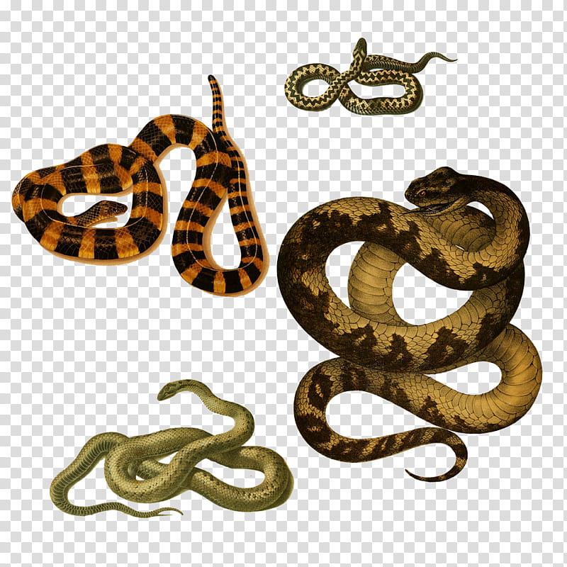 Snakes , garter snake transparent background PNG clipart