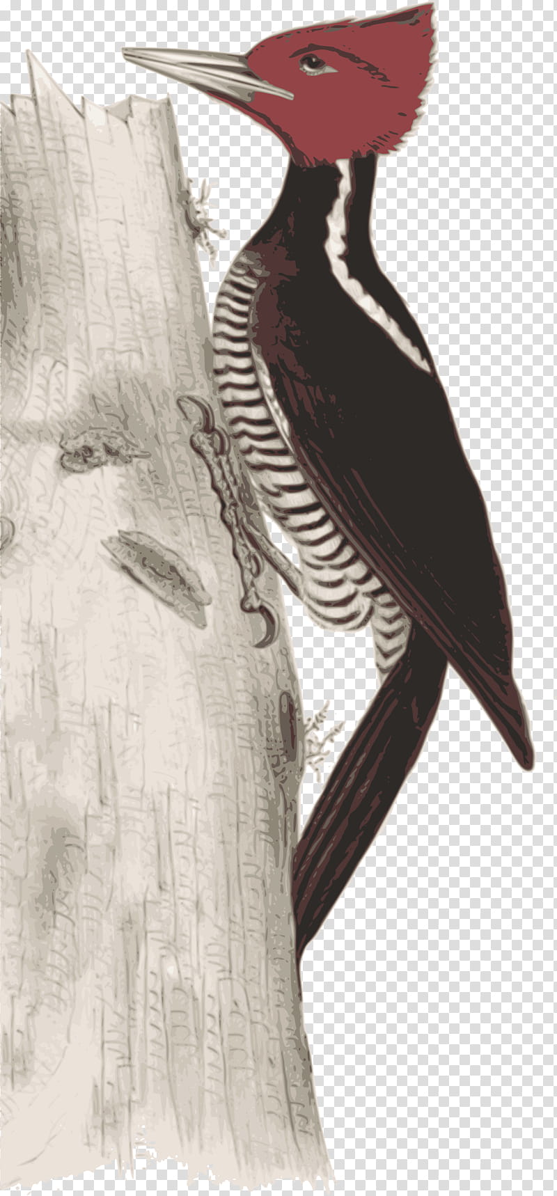 Bird, Woodpecker, Drawing, Painting, Eleazar Albin, Beak, Piciformes, Feather transparent background PNG clipart