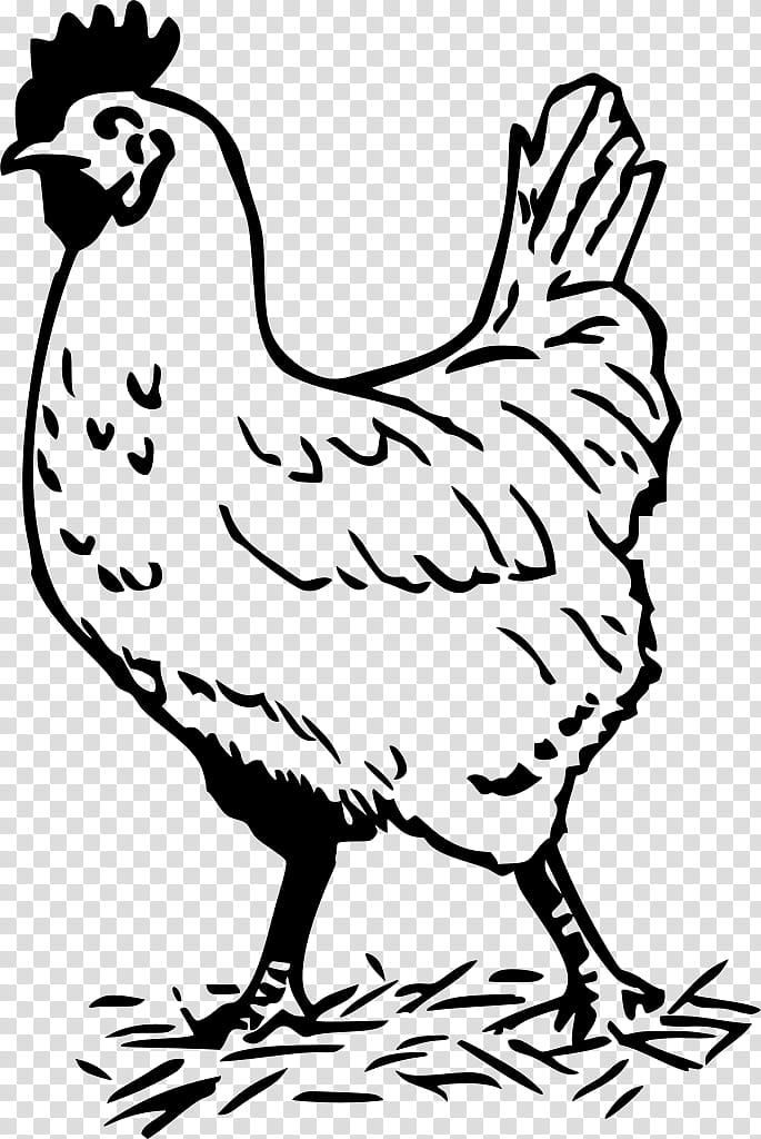 Book Black And White, Chicken, Rooster, Drawing, Silhouette, Bird, Beak, Fowl transparent background PNG clipart