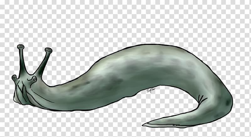 marine mammal blue whale animal figure drawing tail transparent background PNG clipart