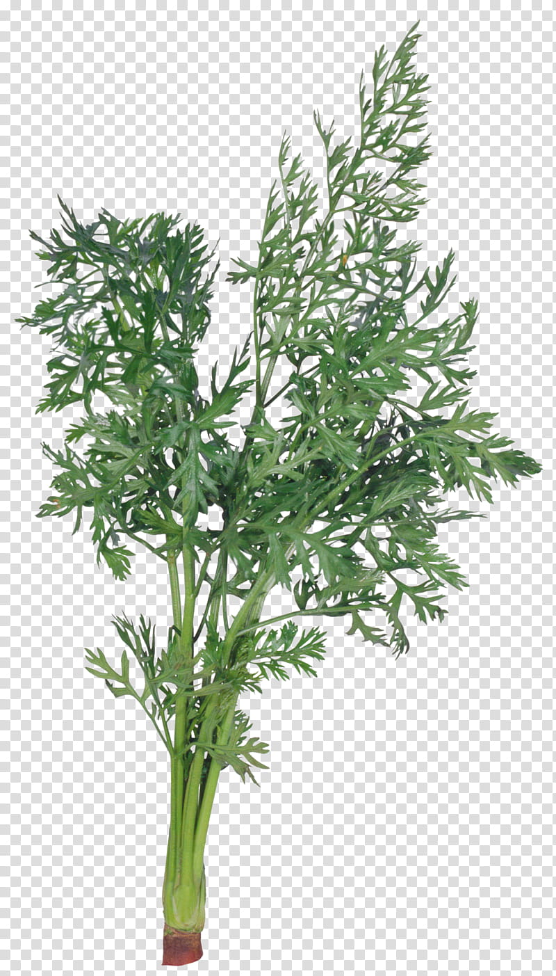 Carrot, Bargli Sabzavotlar, Dill, Herb, Parsley, Salad, Cabbage, Napa Cabbage transparent background PNG clipart