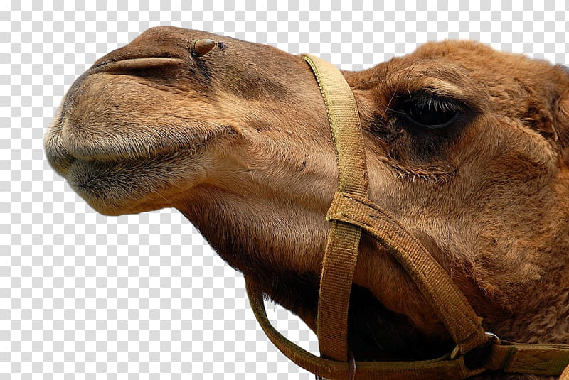 Face, Dromedary, Desert, Arizona, Camel Milk, Animal, Video, Camelid transparent background PNG clipart