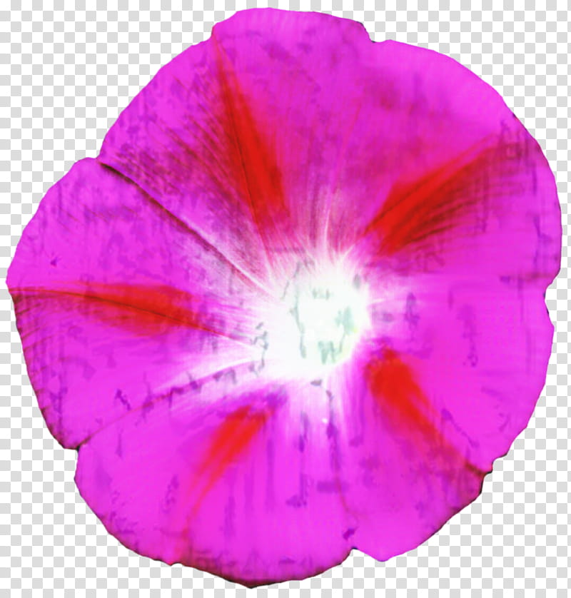 Pink Flower, Pink M, Violet, Violaceae, Petal, Purple, Magenta, Plant transparent background PNG clipart