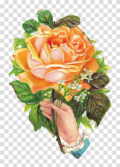 Hands and Flowers s, hand holding orange rose illustration transparent background PNG clipart