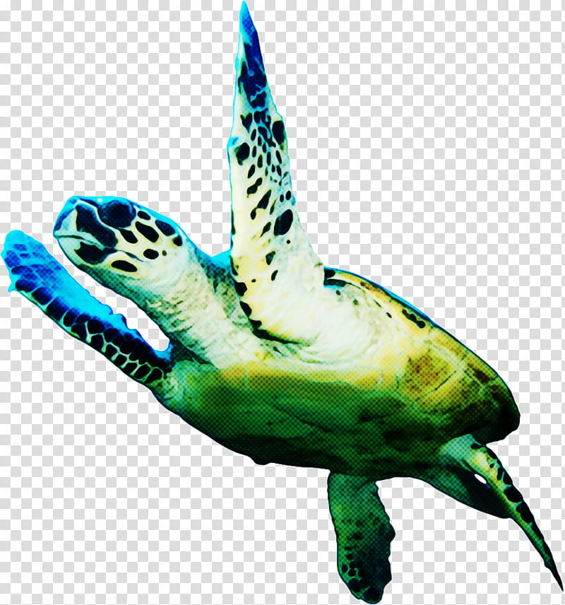 Sea Turtle, Loggerhead Sea Turtle, Tortoise, Pond Turtles, Meter, Animal, Green Sea Turtle, Hawksbill Sea Turtle transparent background PNG clipart