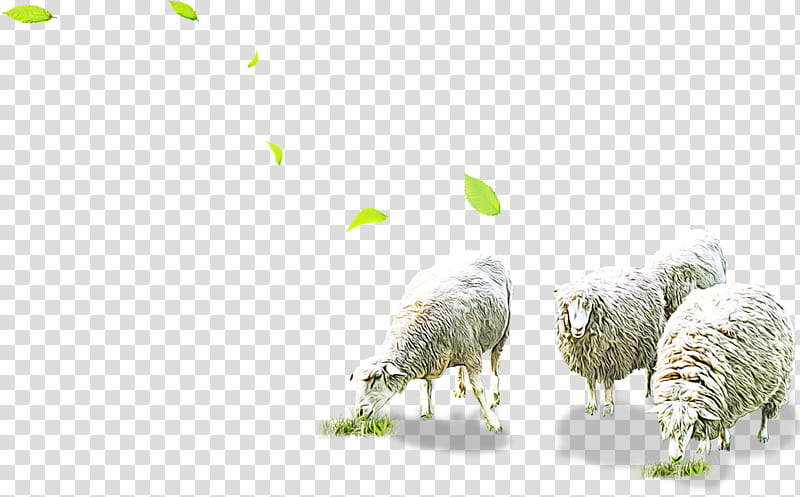 Cartoon Animals, Sheep, Live, Grazing, Pasture, Goat, Herd, Grass transparent background PNG clipart