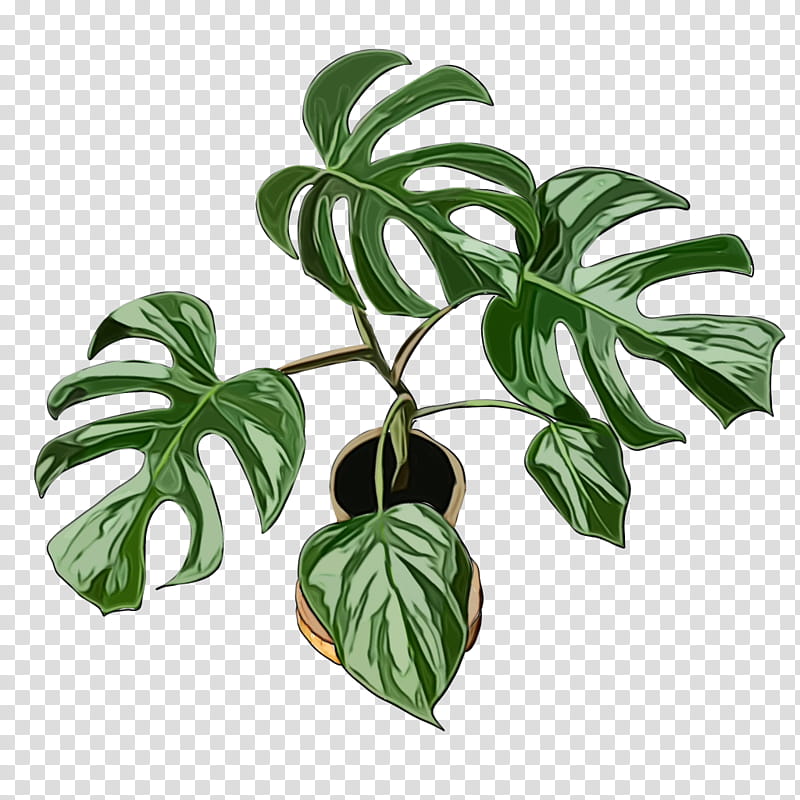 Drawing Of Family, Leaf, Houseplant, Swiss Cheese Plant, Plants, Plant Stem, Flowerpot, Arum Lilies transparent background PNG clipart