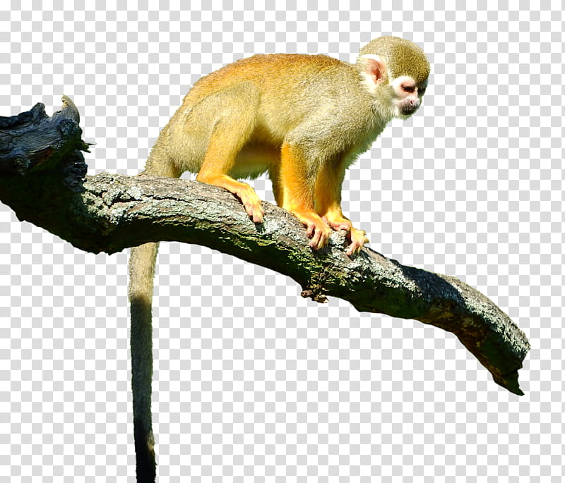 pre cut Saimiri squirrel monkey, monkey climbing on tree branch transparent background PNG clipart