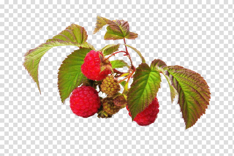 plant west indian raspberry raspberry loganberry flower, Fruit, Leaf, Strawberries transparent background PNG clipart