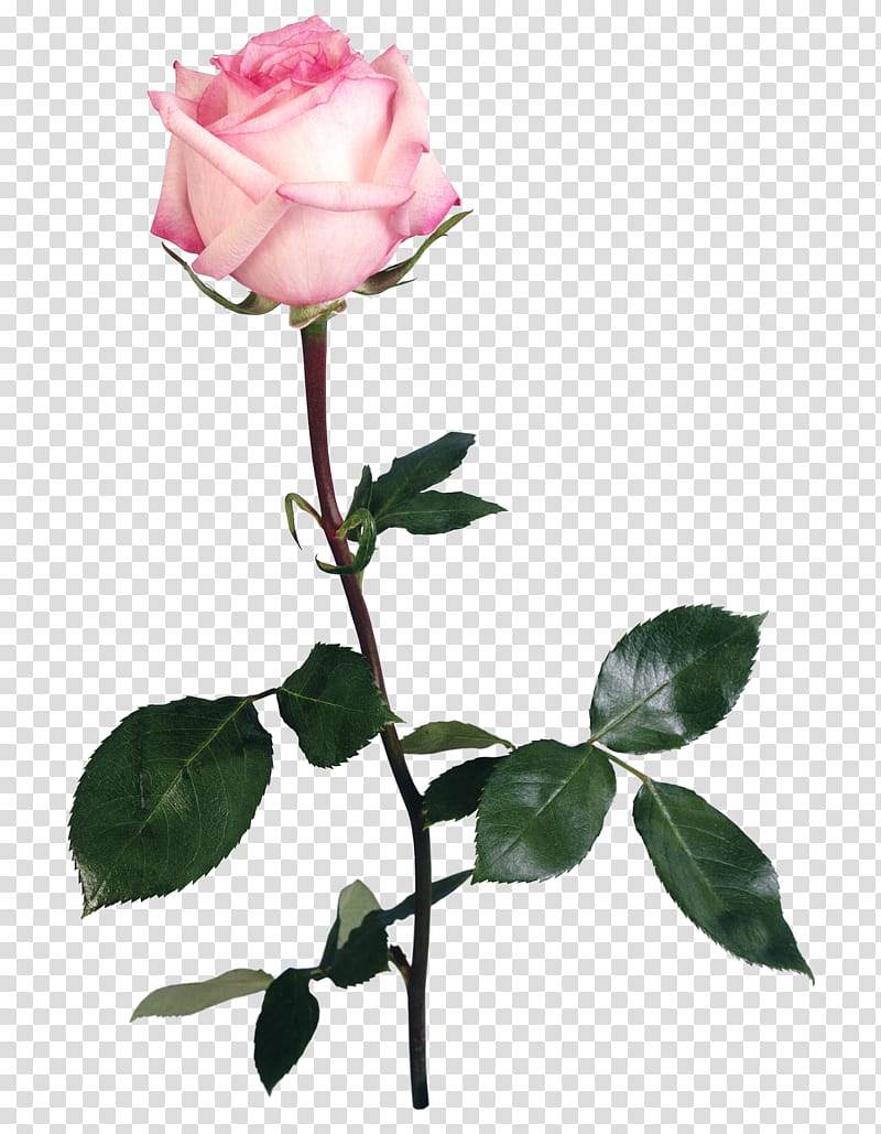 UNRESTRICTED Flower , pink rose transparent background PNG clipart