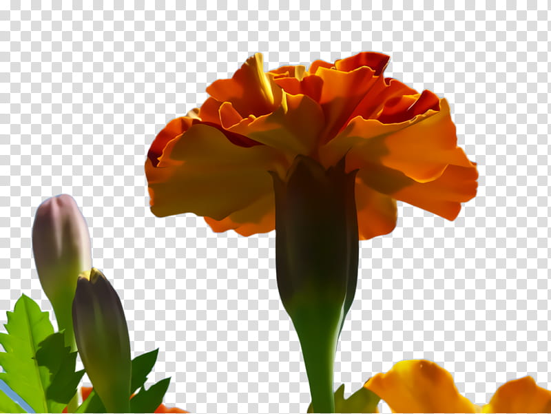 Lily Flower, Marigold, Blossom, Bloom, Flora, Petal, Cut Flowers, Plant Stem transparent background PNG clipart