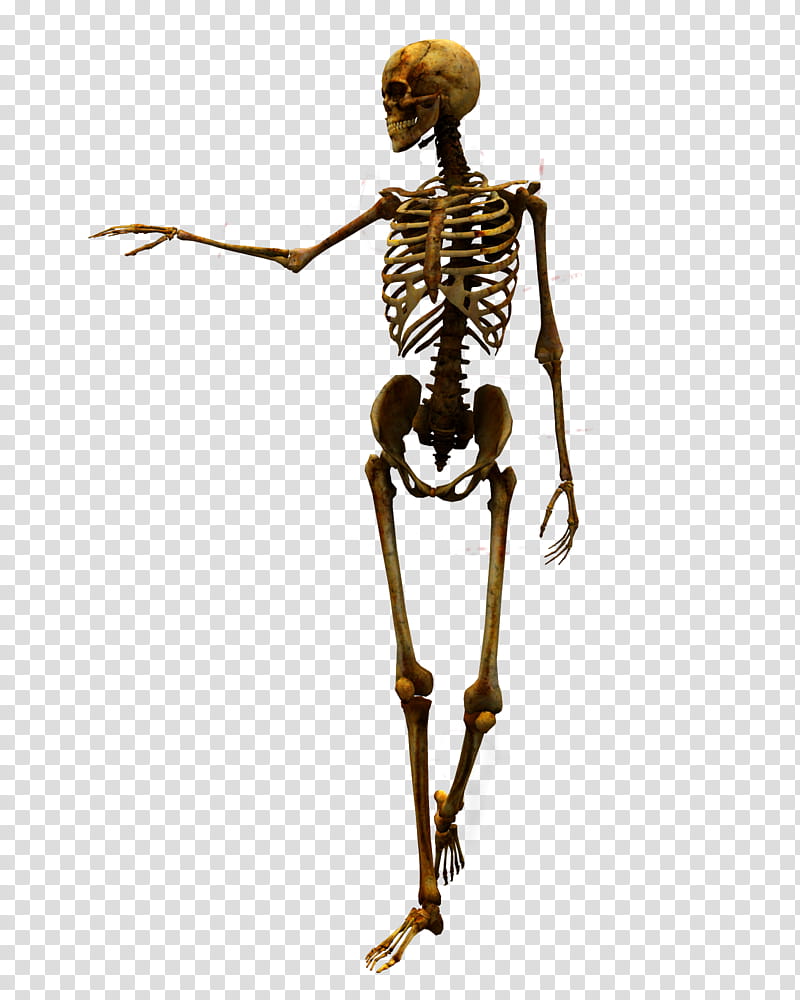 E S Bones I, brown human skeleton illustration transparent background PNG clipart