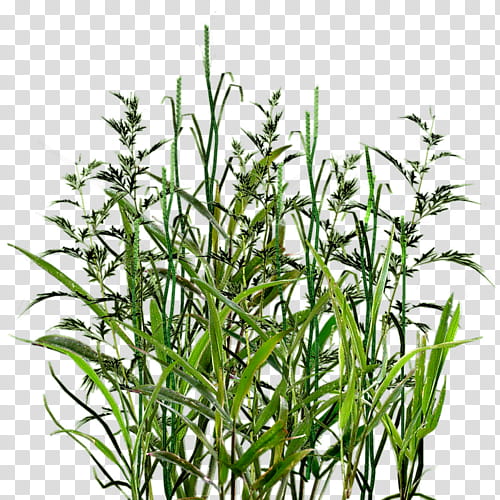 Family Silhouette, cdr, Reed, Herbaceous Plant, Plants, Common Reed, Grass, Flower transparent background PNG clipart