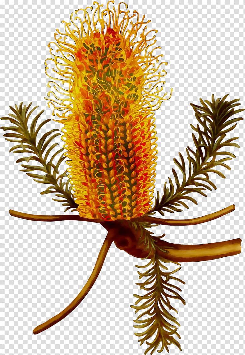 Travel, Banksia, Plants, Fantastic Beasts And Where To Find Them, Plant Stem, Kangaroo, Netease, Radical 2 transparent background PNG clipart