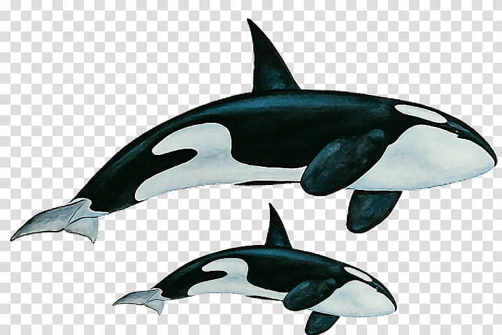 Picsart, Killer Whale, Roughtoothed Dolphin, Whitebeaked Dolphin, Shortbeaked Common Dolphin, Whales, Poster, Fin transparent background PNG clipart