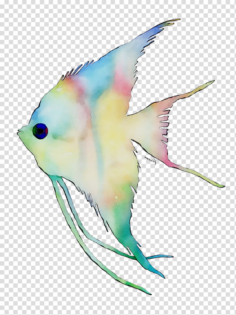 Fish, Feather, Pet, Beak, Biology, Parakeet, Bird, Fin transparent background PNG clipart