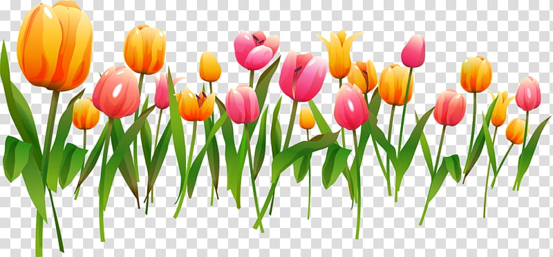 Spring Flowers Frame, Tulip, Frames, Floral Design, Pink Flowers, Spring
, Cut Flowers, Collage Frame transparent background PNG clipart