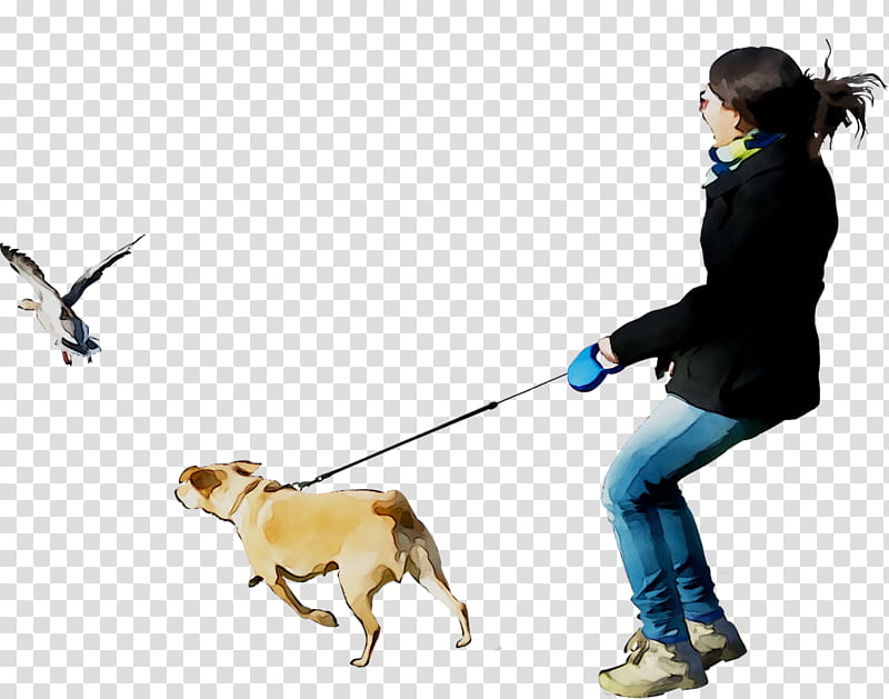 Bulldog, Siberian Husky, Puppy, Dog Walking, Bulldog, Leash, Pet, Obedience Training transparent background PNG clipart