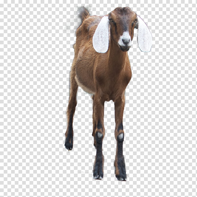 Goat, brown and white goat transparent background PNG clipart