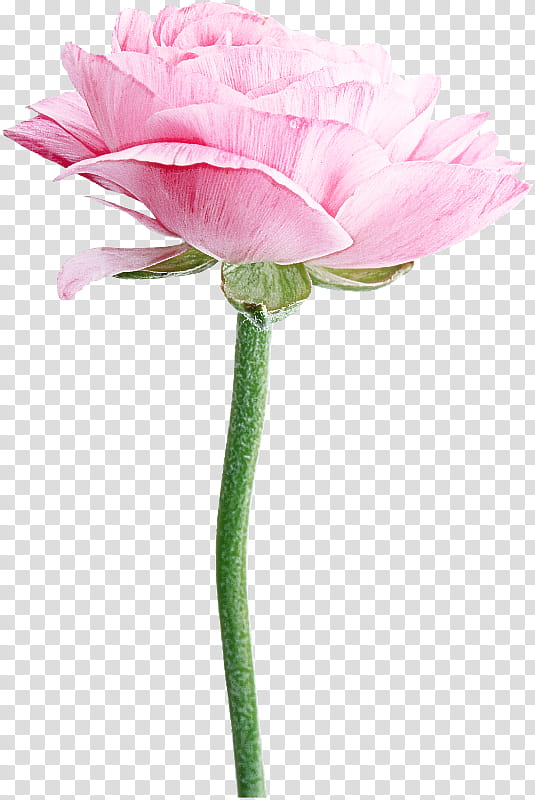 Rose, Flower, Pink, Cut Flowers, Petal, Plant, Plant Stem, Persian Buttercup transparent background PNG clipart