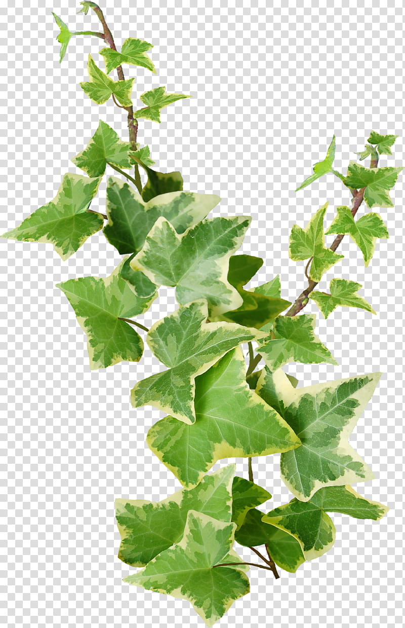 Ivy, green variegated elephant ears plant transparent background PNG clipart