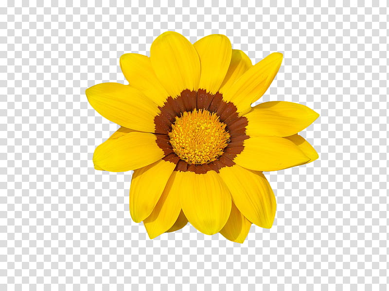 , yellow daisy transparent background PNG clipart