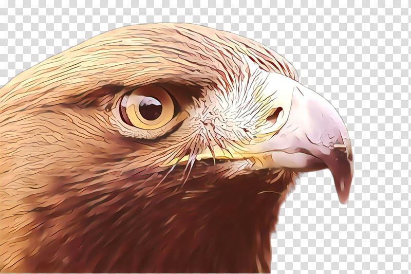 Eagle Hawk Buzzard Close-up Eye, Cartoon, Closeup, Beak, Bird, Golden Eagle, Bird Of Prey, Accipitridae transparent background PNG clipart