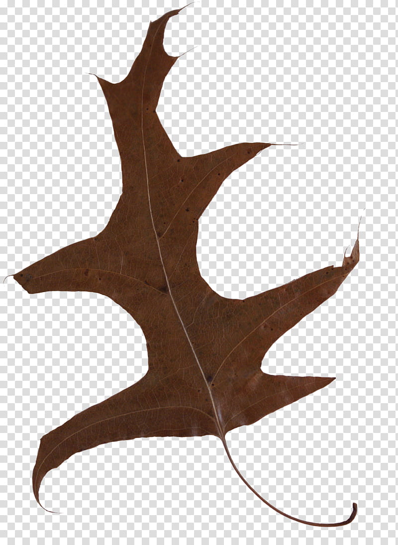 Fallen Leaves s, brown leaf art transparent background PNG clipart
